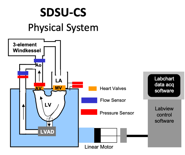 SDSU physical cardiovascular simulator schematic