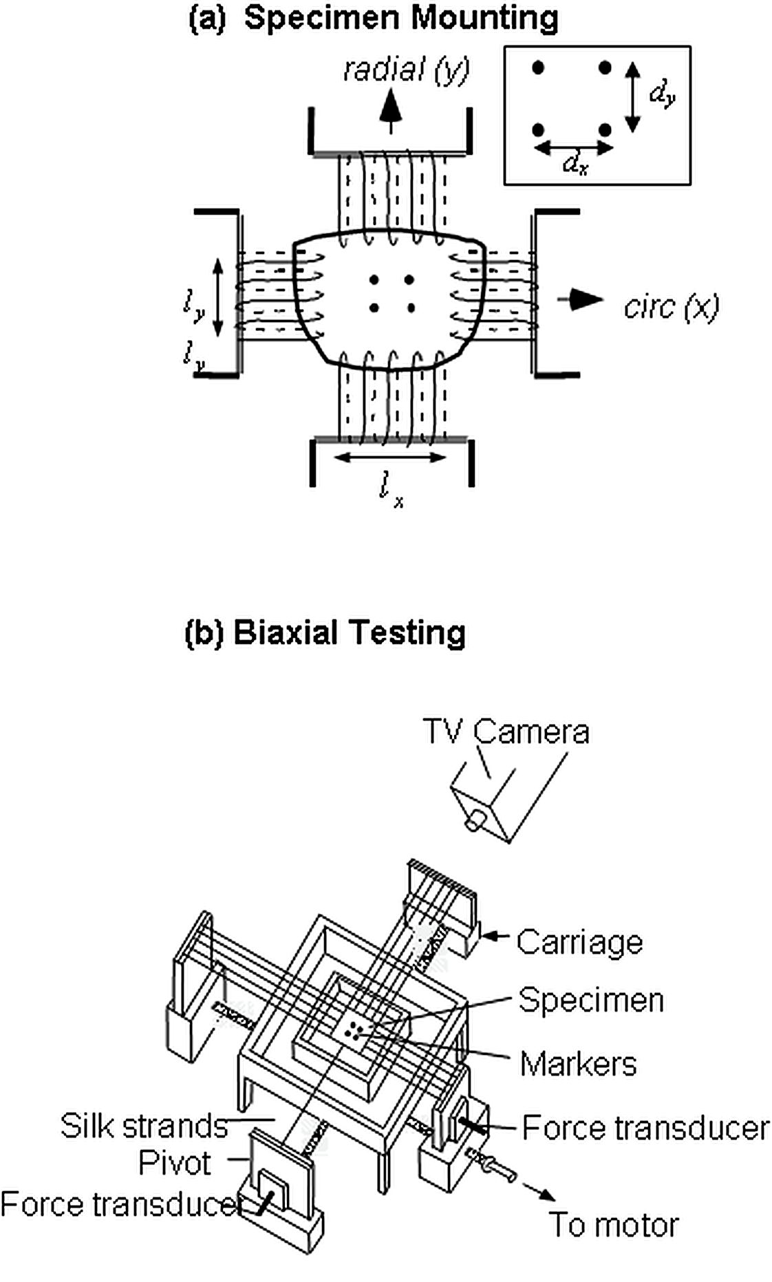 Biaxial mounting of a heart valve leaflet with central tracking markers and circumferential and radial loading directions